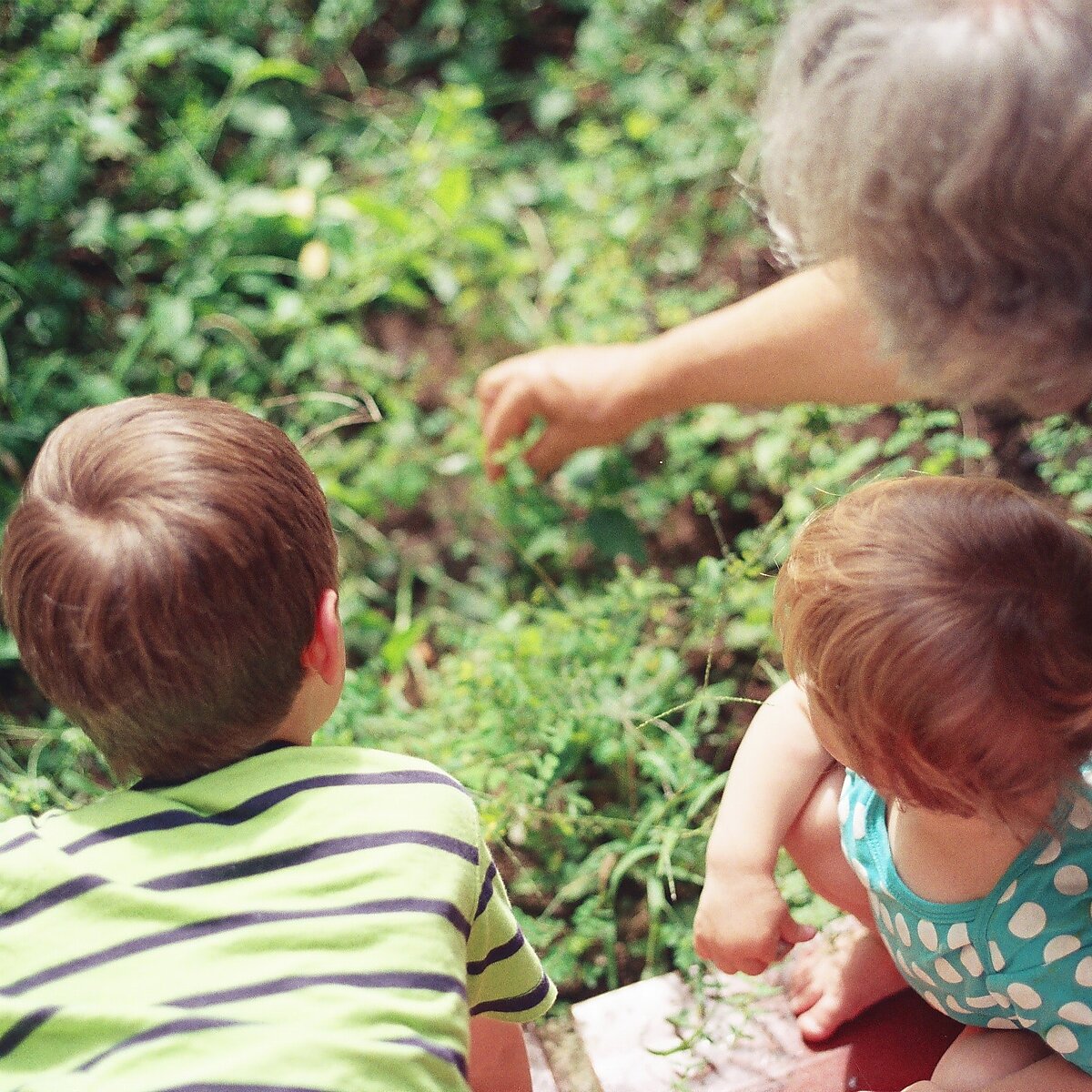 Eine ältere Frau schaut sich mit zwei Kindern Pflanzen an.
