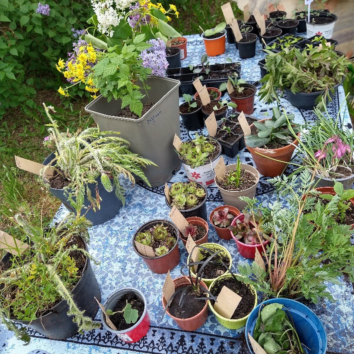 Bienen- und Kräutergarten