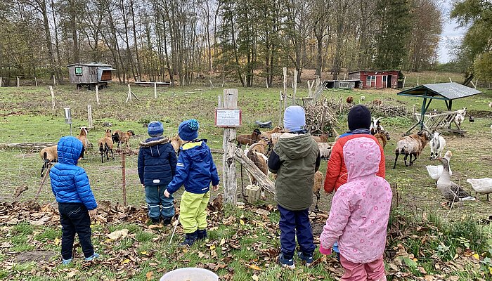 Sechs Kinder stehen vor einem Zaun, hinter dem Ziegen auf einer Wiese stehen