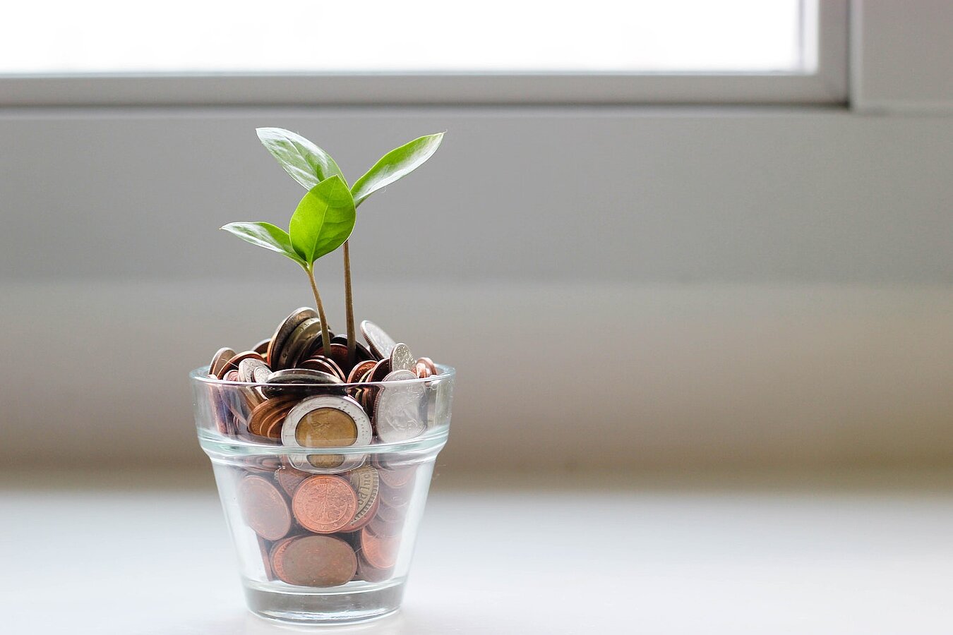 Eine Pflanze wächst aus einem mit Geld gefülltem Glas