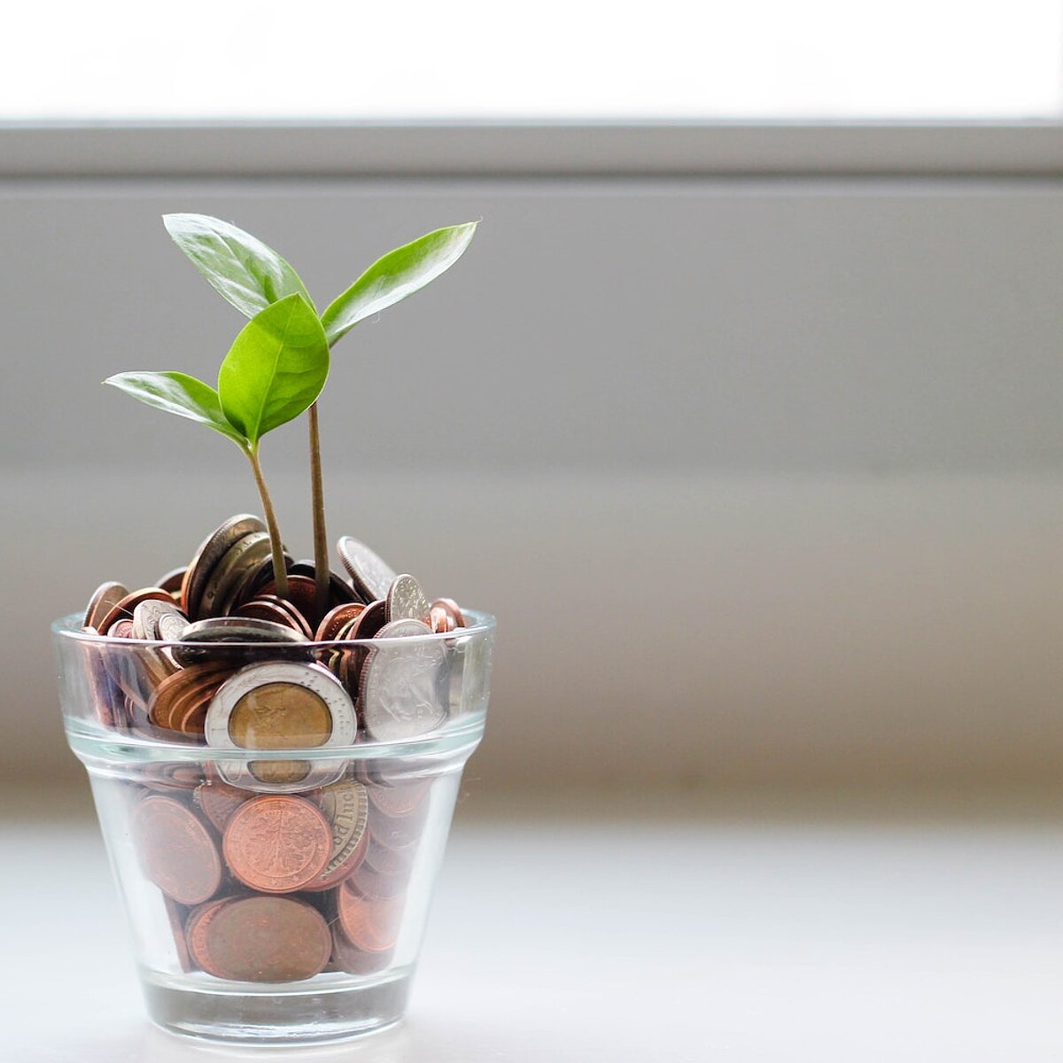 Eine Pflanze wächst aus einem mit Geld gefülltem Glas