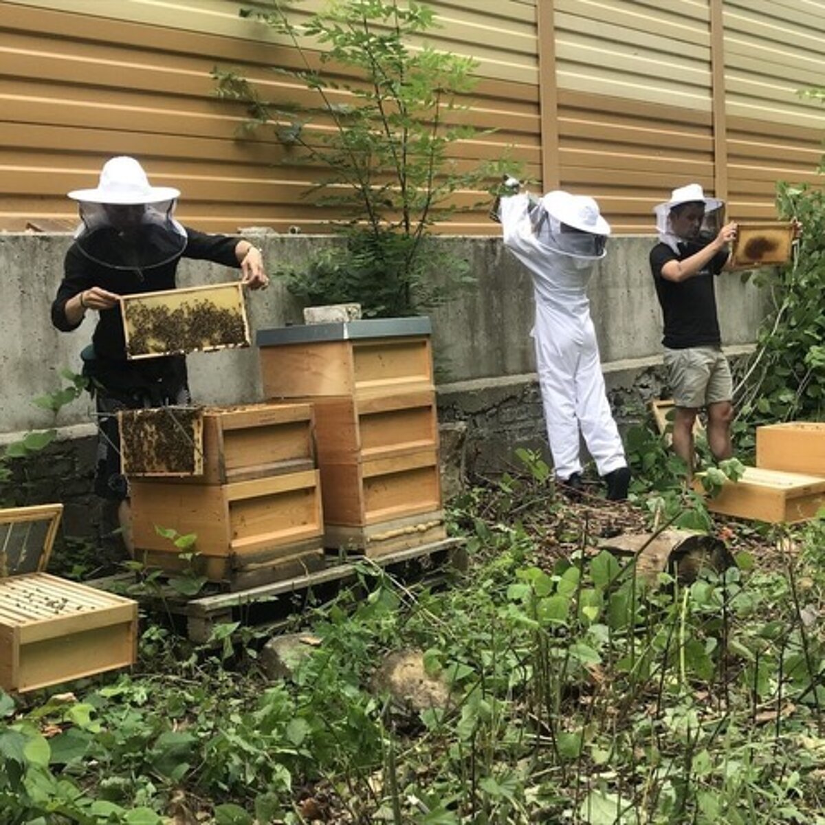 Drei Personen in Imkerkleidung arbeiten an Bienenstöcken