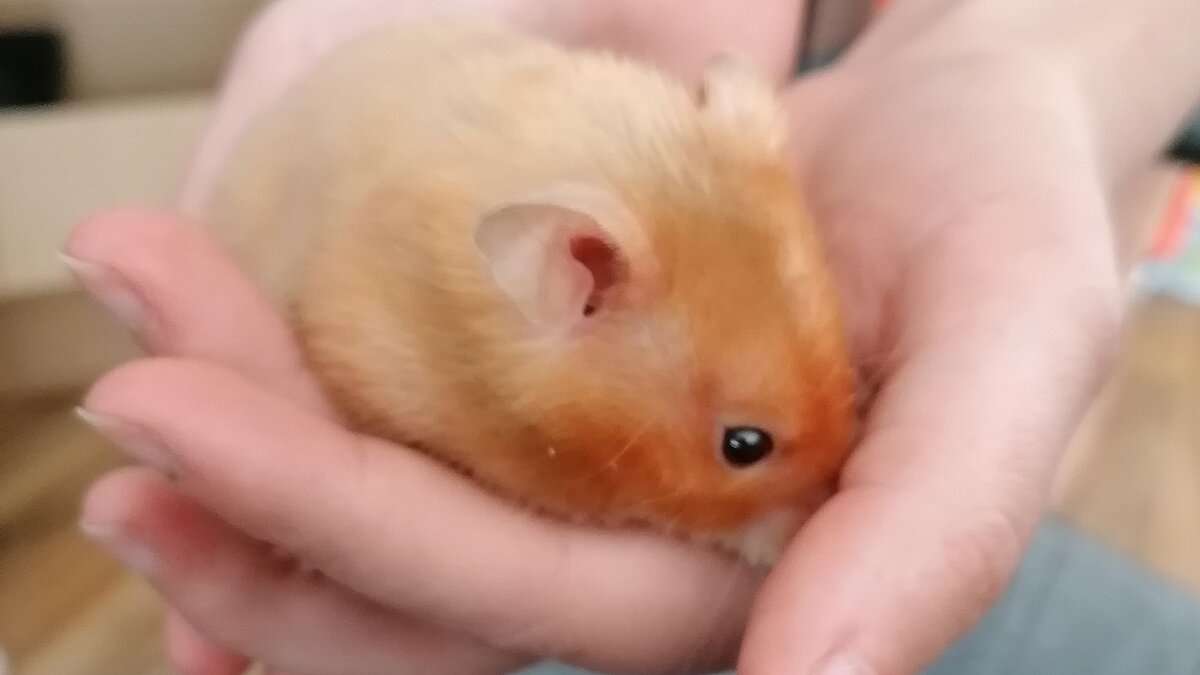 Zwei Hände halten einen Goldhamster